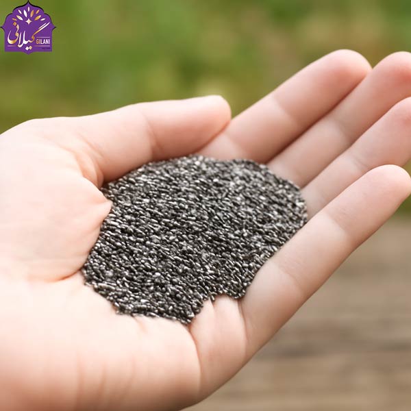 دانه-چیا-در-دستان-یک-فرد-با-پوست-لطیف،-بر-روی-سطح-چوبی-قدیمی-با-پس‌زمینه‌ای-نرم-و-طبیعی