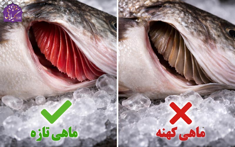 تشخیص-ماهی-تازه-و-آبشش-ماهی-کهنه