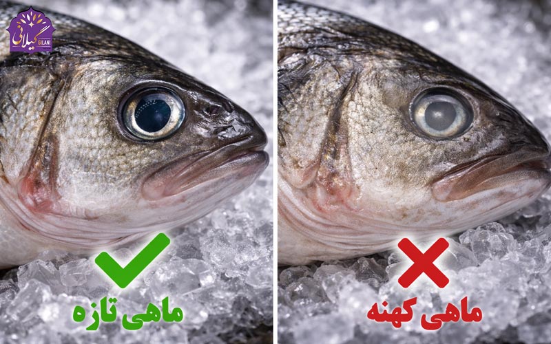تشخیص-ماهی-تازه-و-چشم-های-ماهی-کهنه