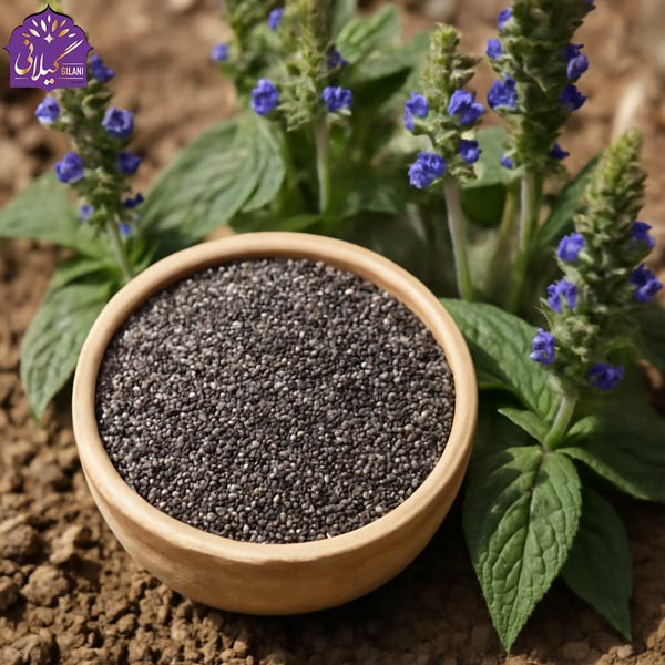 دانه-چیا-تسویه-نشده-در-کنار-بوته‌های-سبز-چیا-در-یک-صحنه-طبیعی-و-زیبا-روی-خاکی-نرم