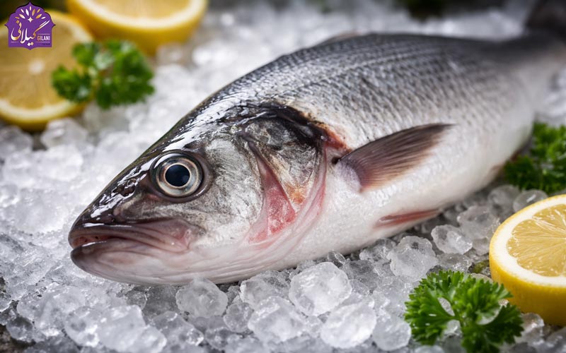 راهنمای تشخیص ماهی تازه برای آشپزی سالم و مطمئن